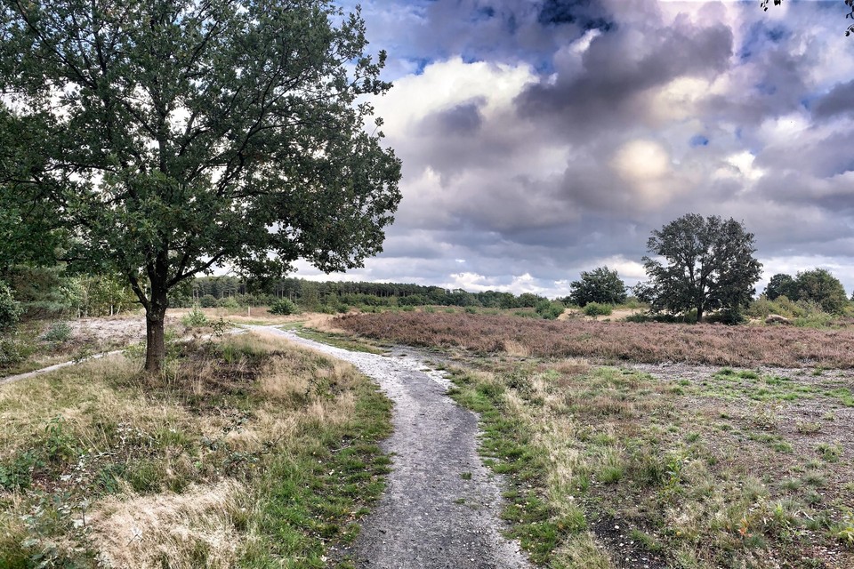 Naast de heide van Boxbergheide en de Opglabbekerzavel wordt ook het heidegebied van de Schemmersberg in het beheersplan opgenomen.