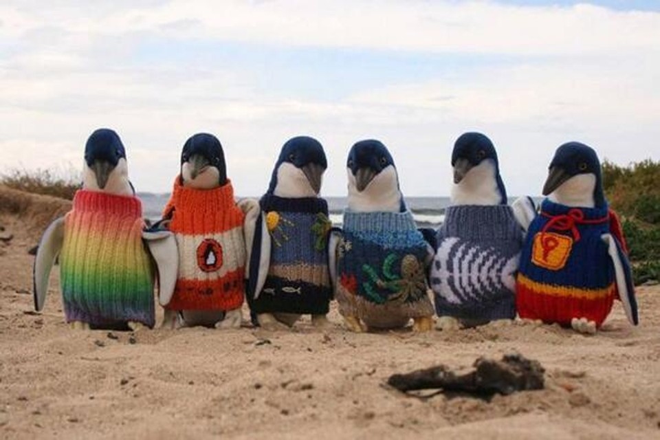 Geschiktheid Voorschrift Sta in plaats daarvan op Brei eens een trui die een pinguïn kan redden | Het Nieuwsblad Mobile