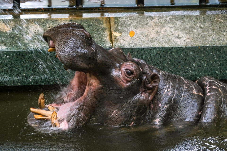 Een nijlpaardengebit zie je niet alle dagen. 